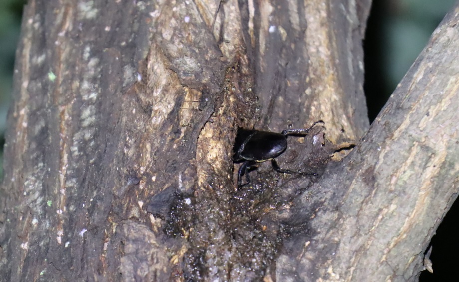 ヒラタクワガタ♂（アングル1）_その他の洞のあるヤナギ－ヤナギ林_2023年6月8日19時50分気温20度 霧雨